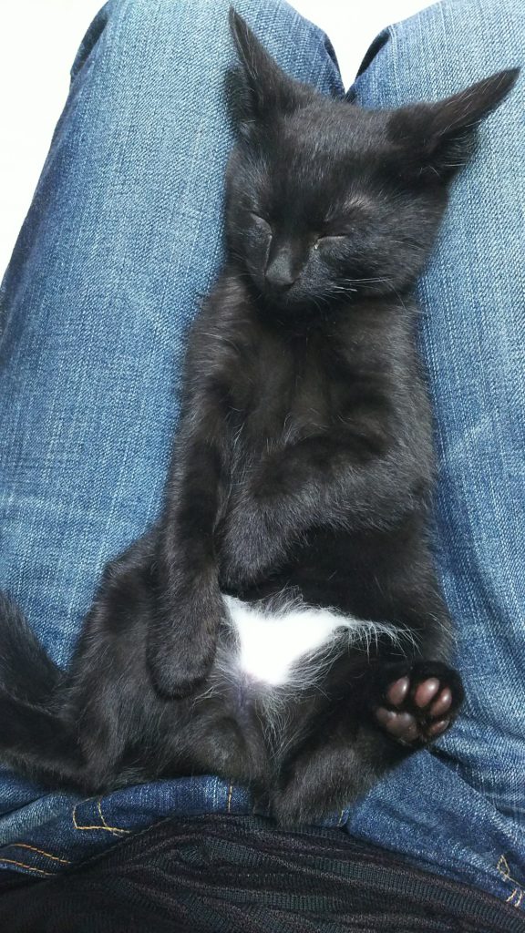 保護猫の所有権は?【飼猫か野良猫かの確認は必須です!】