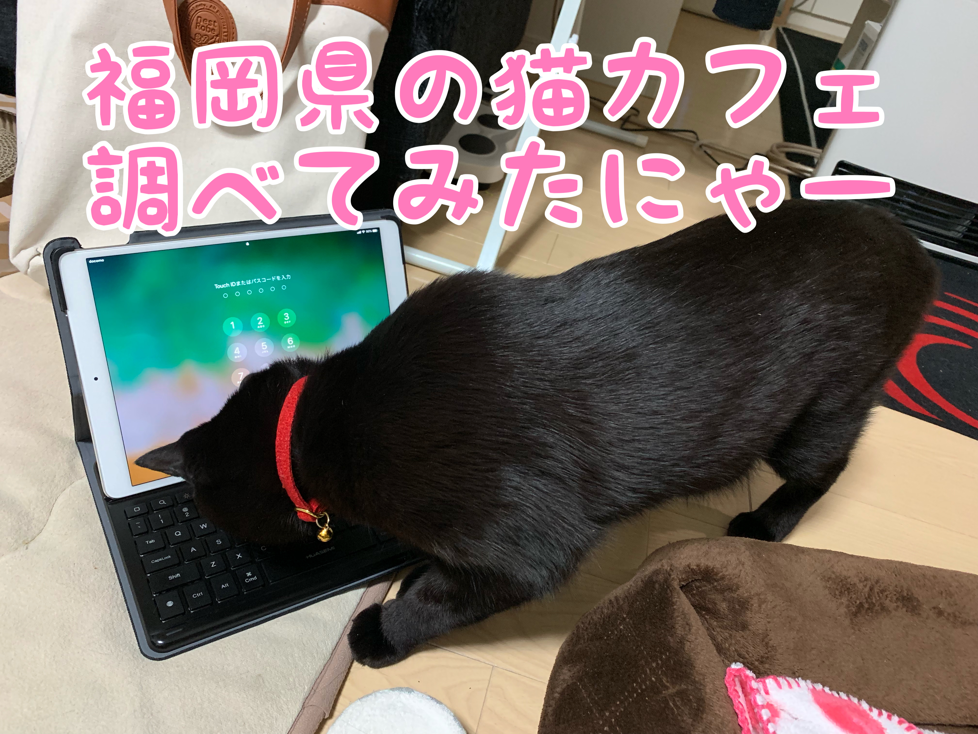 福岡県の猫カフェ一覧 サラリーマンから始める保護猫カフェ開業への道