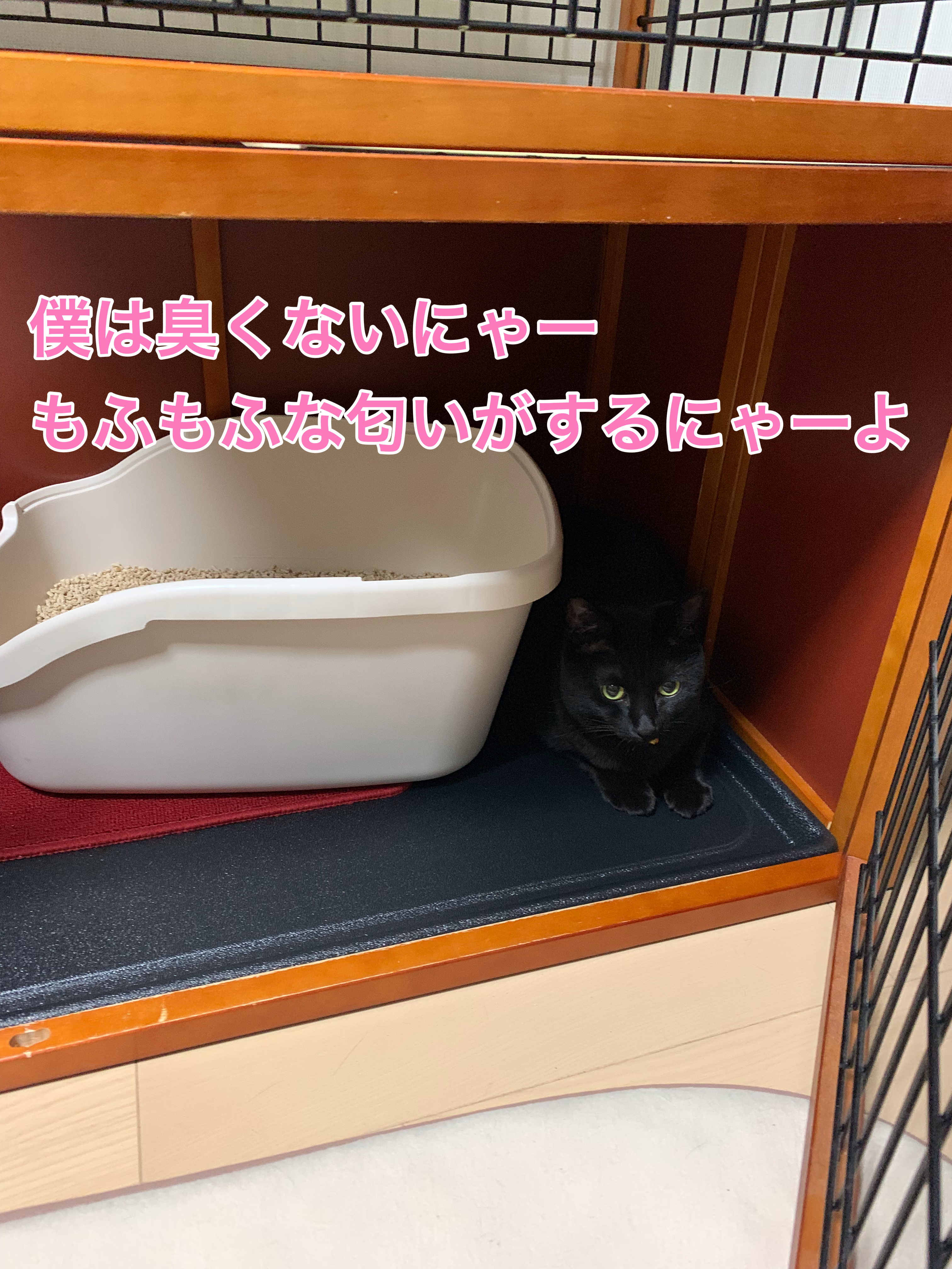 猫の気になる臭い対策 これでぜんぜん臭わない サラリーマンから始める保護猫カフェ開業への道