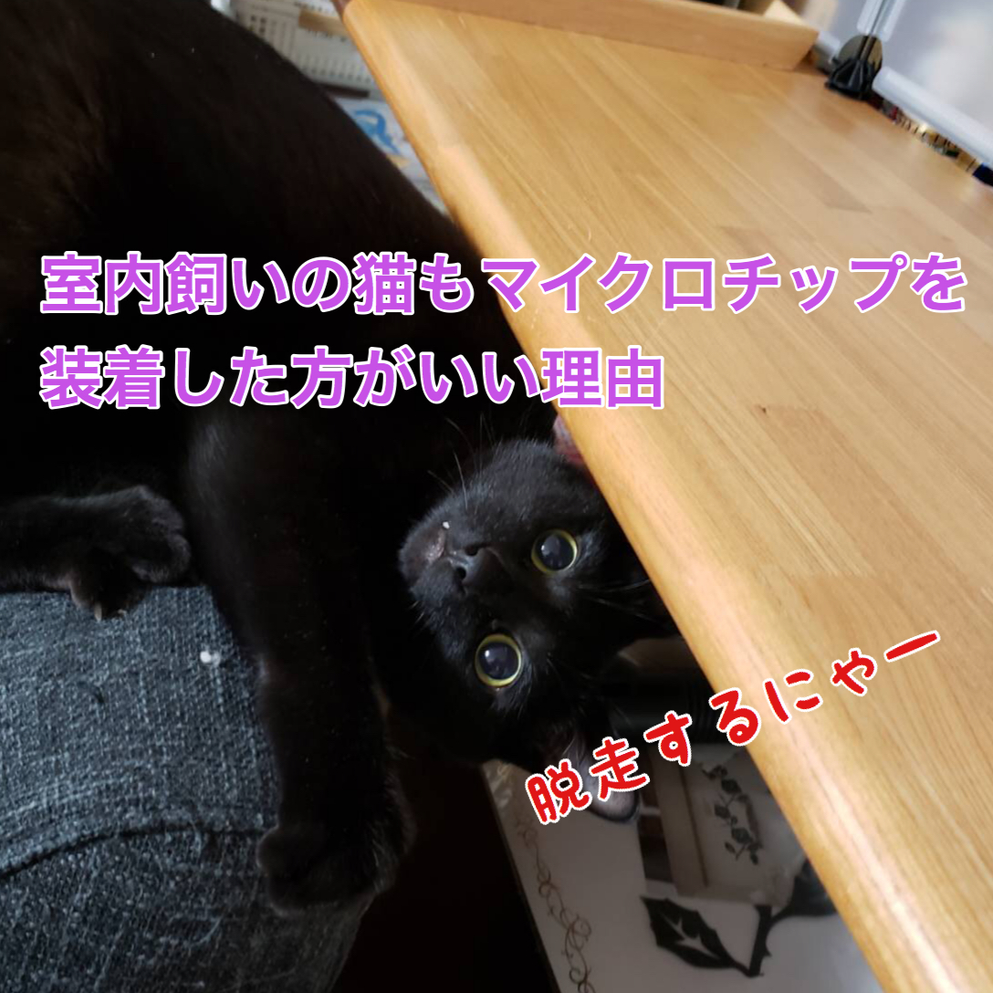 室内飼いの猫もマイクロチップを装着した方がいい理由 サラリーマンから始める保護猫カフェ開業への道