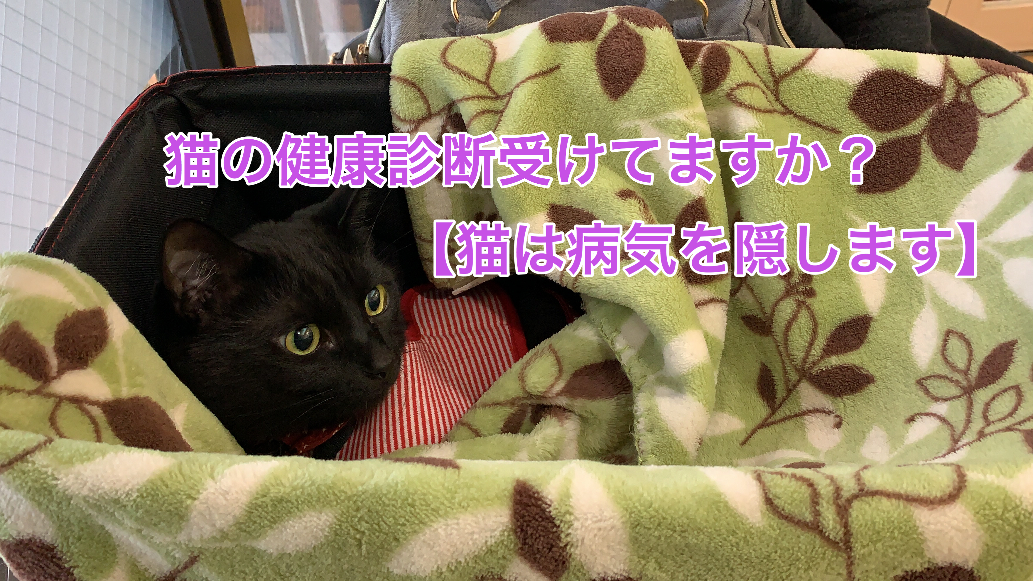 猫の健康診断受けてますか 猫は病気を隠します サラリーマンから始める保護猫カフェ開業への道