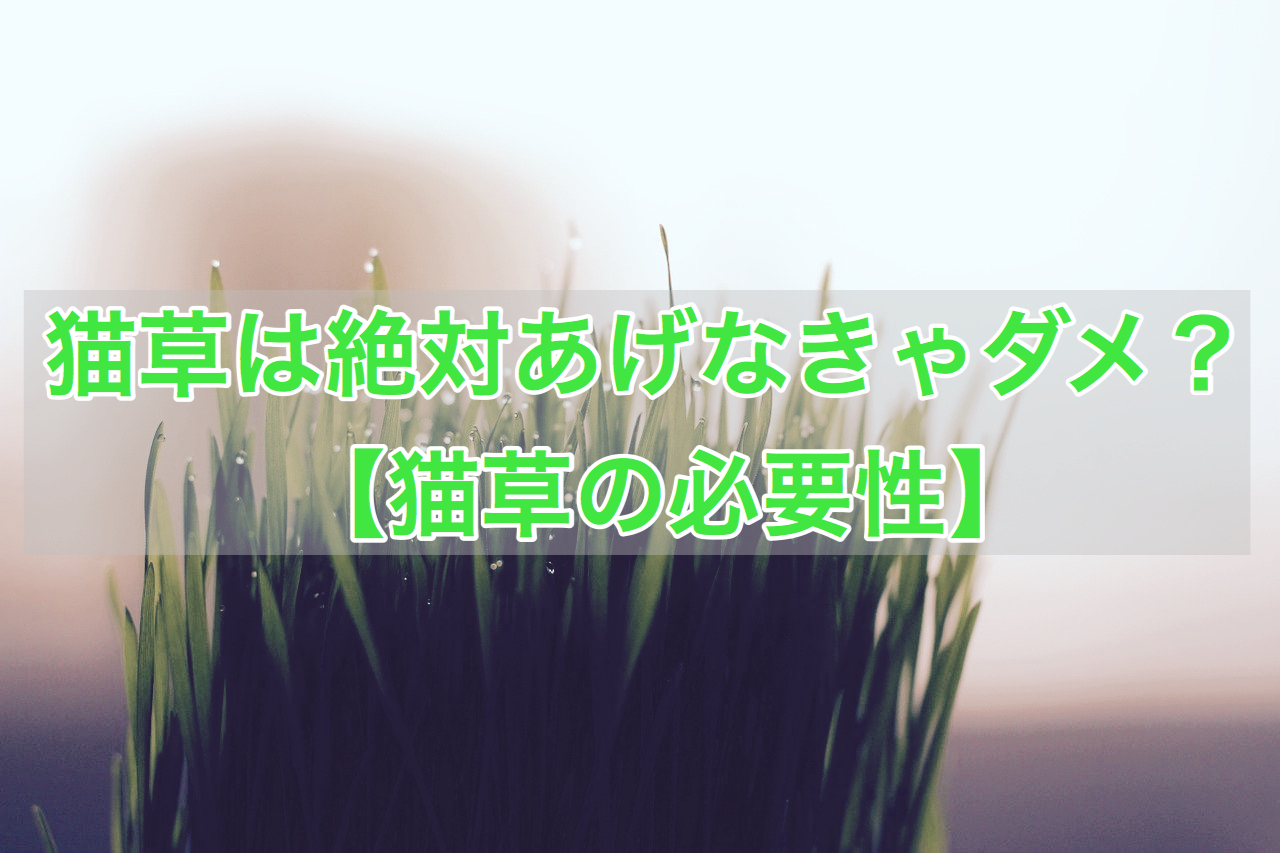 猫草は絶対あげなきゃダメ 猫草の必要性 サラリーマンから始める保護猫カフェ開業への道